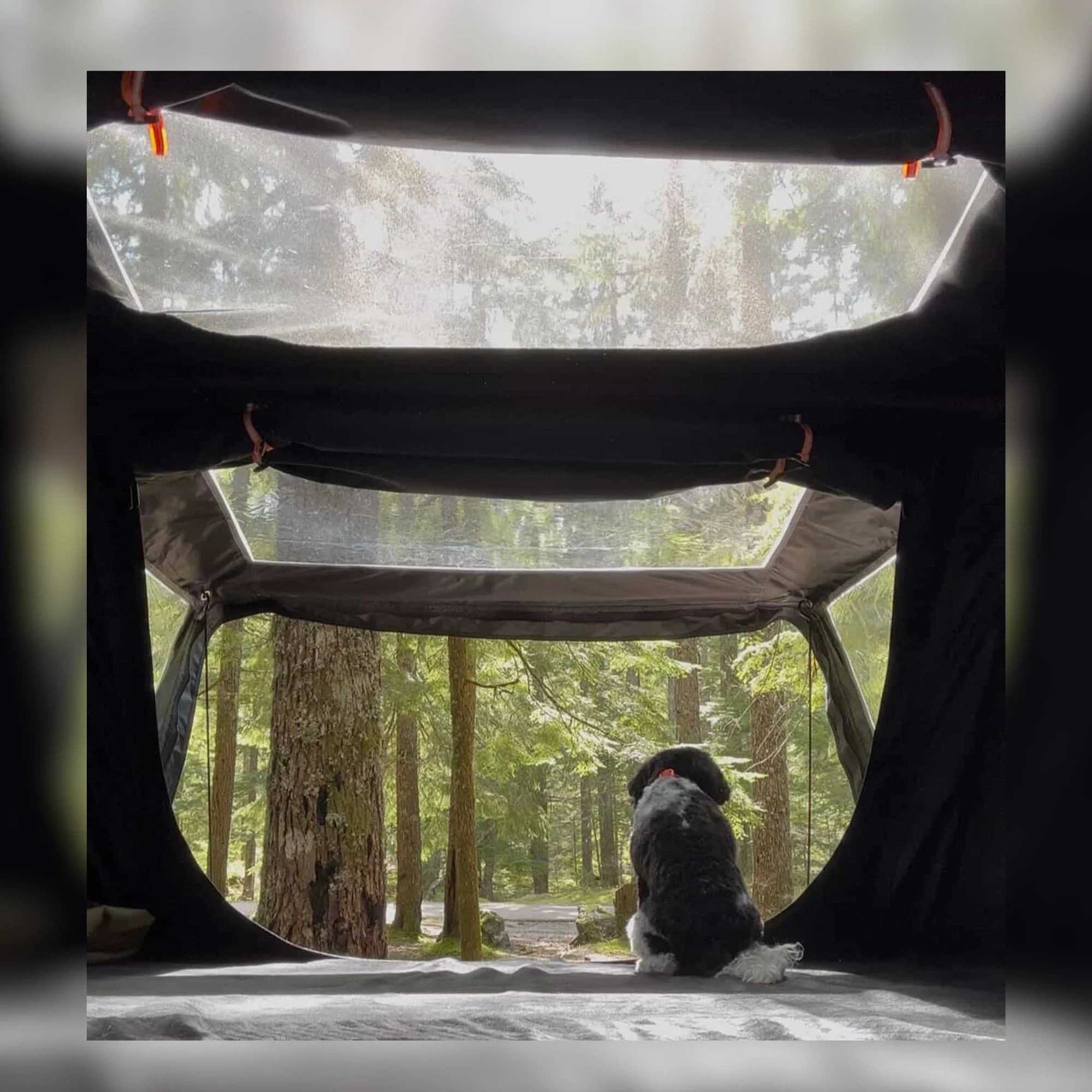 Dog sitting inside a tent looking out at a forest